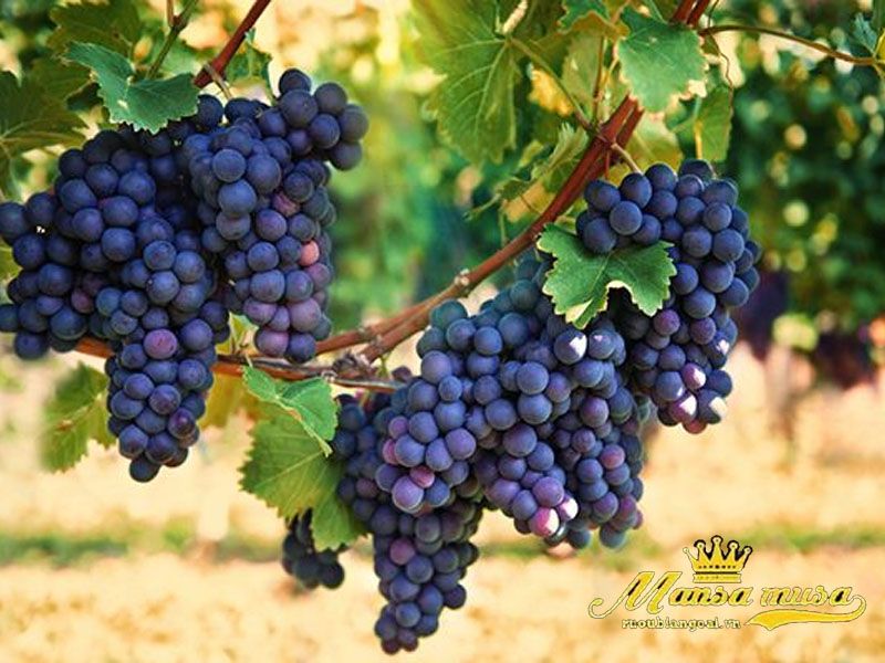 Vang đỏ aquilon garnacha Vang đỏ aquilon garnacha