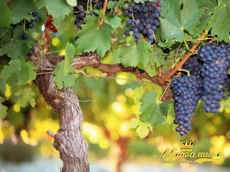 Vang đỏ barrel selection malbec Vang đỏ barrel selection malbec