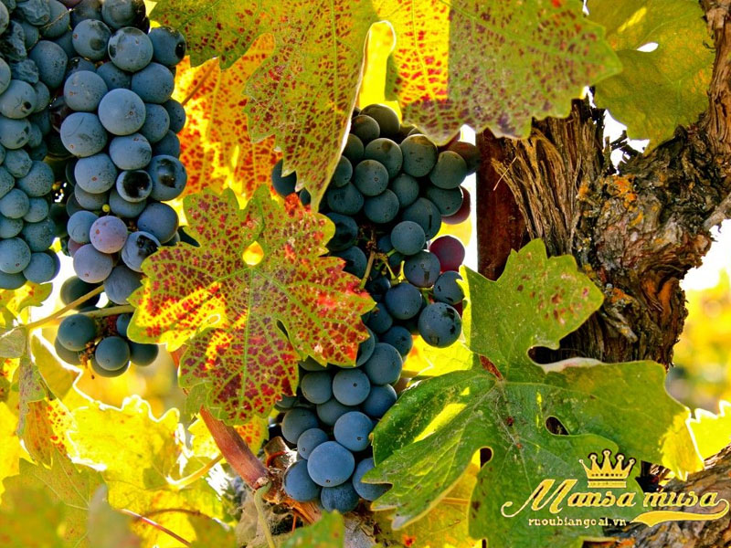 Vang chile lapostolle cabernet sauvignon