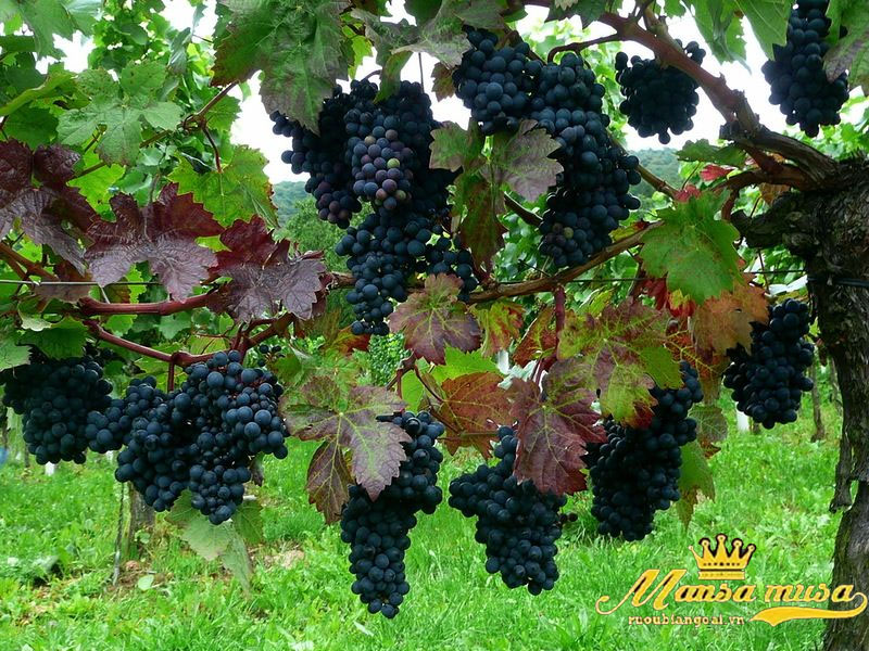 Vang chile lapostolle merlot