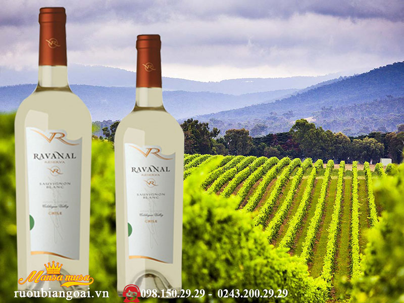 Vang Chile Ravanal Reserva Sauvignon Blanc