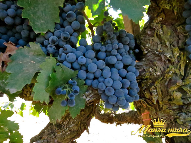 Vang chile lapostolle clos apalta 2011