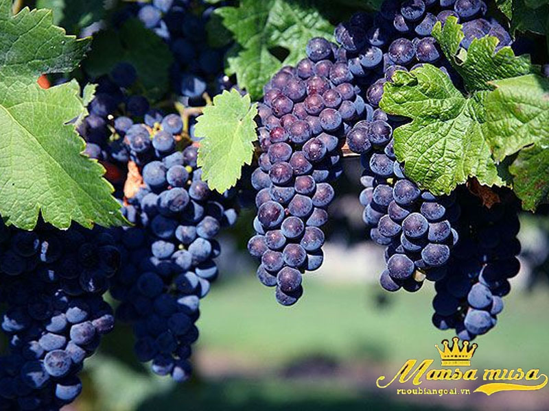 Vang Chile 10 Grand Reserva Syrah Vang Chile 10 Grand Reserva Syrah