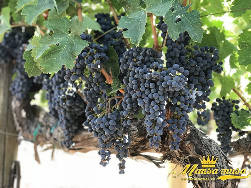 Rượu vang pháp Chateau Batailley 2008