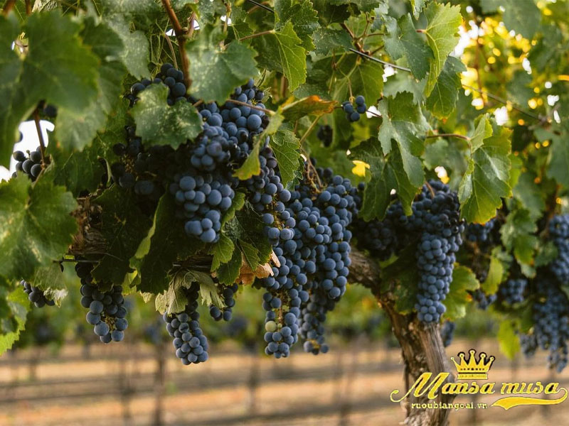 Vang Pháp Chateau D'arsac 2015 Vang Pháp Chateau D'arsac 2015
