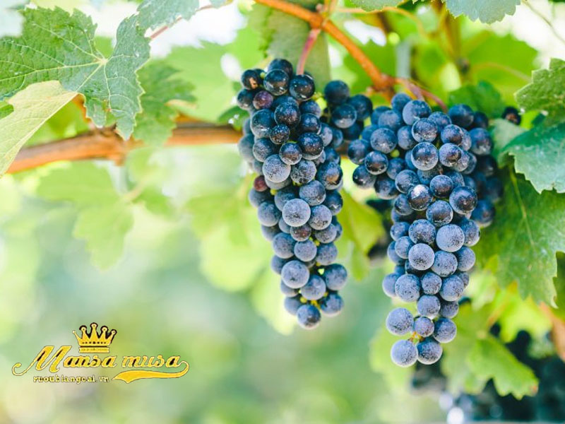 Rượu Vang Chateau Les Martineaux Bordeaux Rượu Vang Chateau Les Martineaux Bordeaux