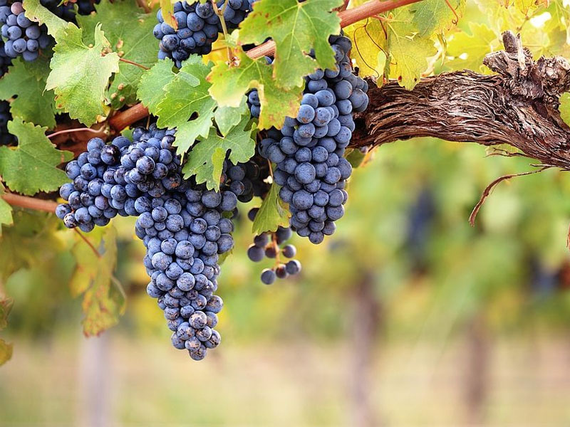 Rượu Vang Đỏ Château Dauzac 1500ml 2015 Rượu Vang Đỏ Château Dauzac 1500ml 2015