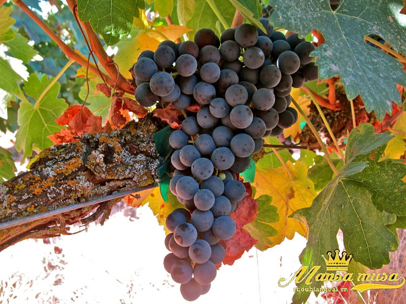 Vang chateau batailley 2009 Vang chateau batailley 2009