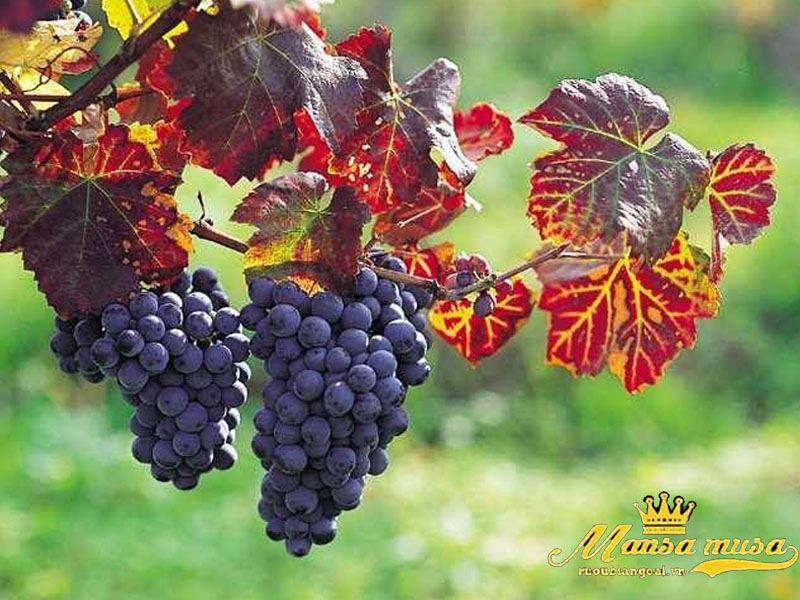 Vang chateau batailley 2010 Vang chateau batailley 2010
