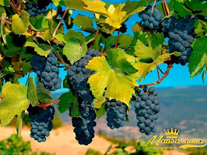 Vang chateau batailley 2011 Vang chateau batailley 2011