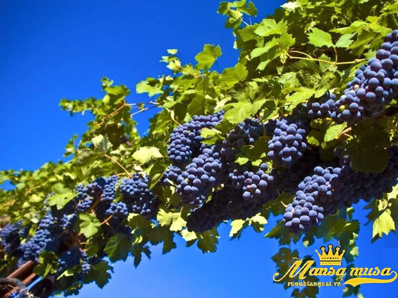 Vang pháp chateau batailley 2012 Vang pháp chateau batailley 2012