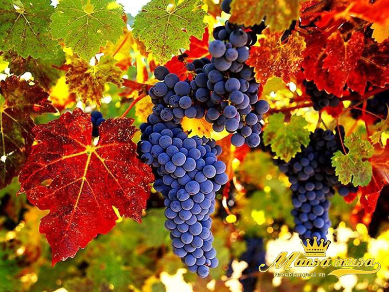 Rượu vang đỏ Aromo Winemaker's Selection - Cabernet Sauvignon, Syrah