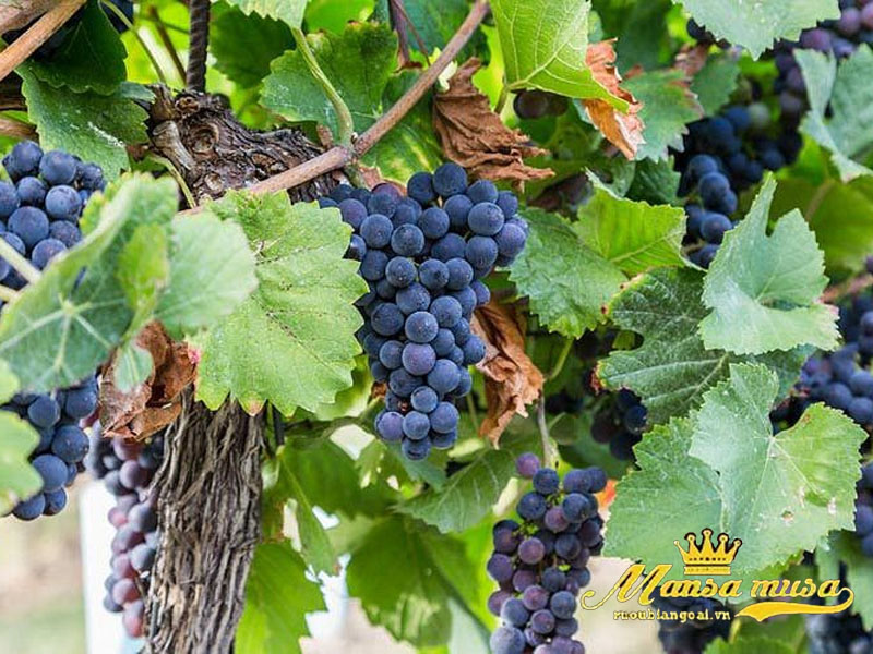 Rượu vang đỏ Aromo Winemaker's Selection - Tempranillo, Cabernet Sauvignon Rượu vang đỏ Aromo Winemaker's Selection - Tempranillo, Cabernet Sauvignon