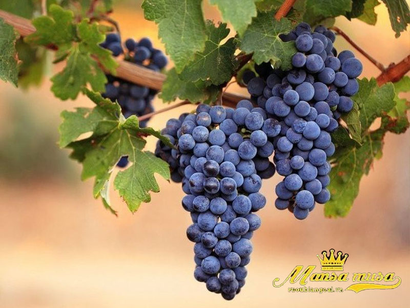 Vang Casarena 505 Reserva Malbec Vang Casarena 505 Reserva Malbec