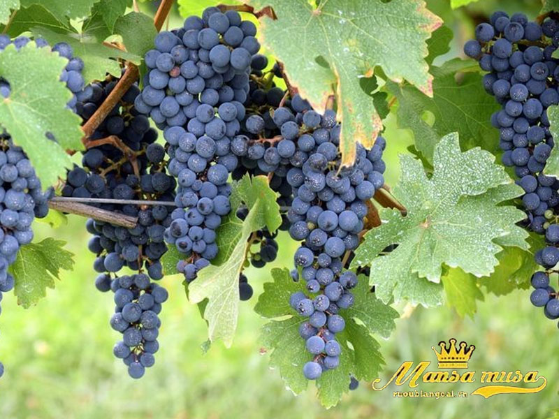 Vang Casarena Reservado Sinergy Blend Vang Casarena Reservado Sinergy Blend