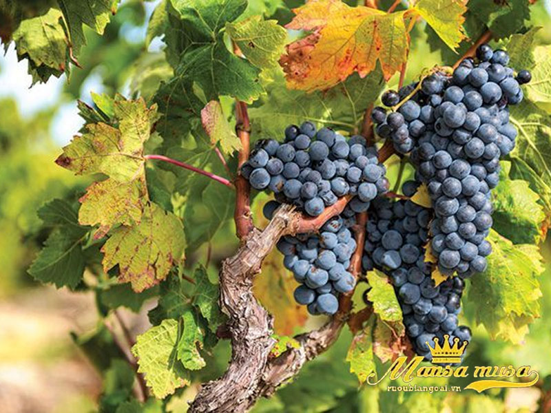 Vang úc yalumba “samuel collection’ barossa grenache shiraz mataro Vang úc yalumba “samuel collection’ barossa grenache shiraz mataro