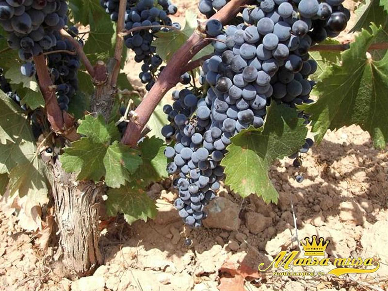 Vang úc yalumba y series cabernet sauvignon Vang úc yalumba y series cabernet sauvignon