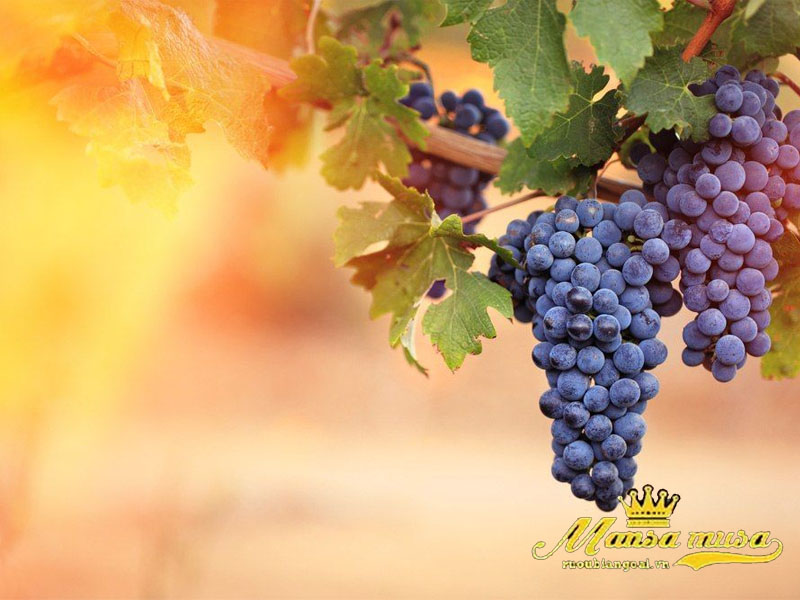 Vang úc yalumba samuels collection barossa shiraz cabernet Vang úc yalumba samuels collection barossa shiraz cabernet
