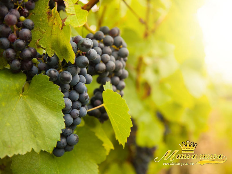 Vang úc yalumba “samuel’s collection” bush vine grenache Vang úc yalumba “samuel’s collection” bush vine grenache