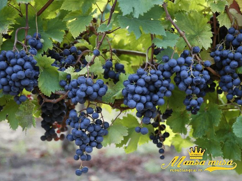 Rượu Vang Pháp Baron Edmond De Rothschild, Chateau Clarke Rượu Vang Pháp Baron Edmond De Rothschild, Chateau Clarke