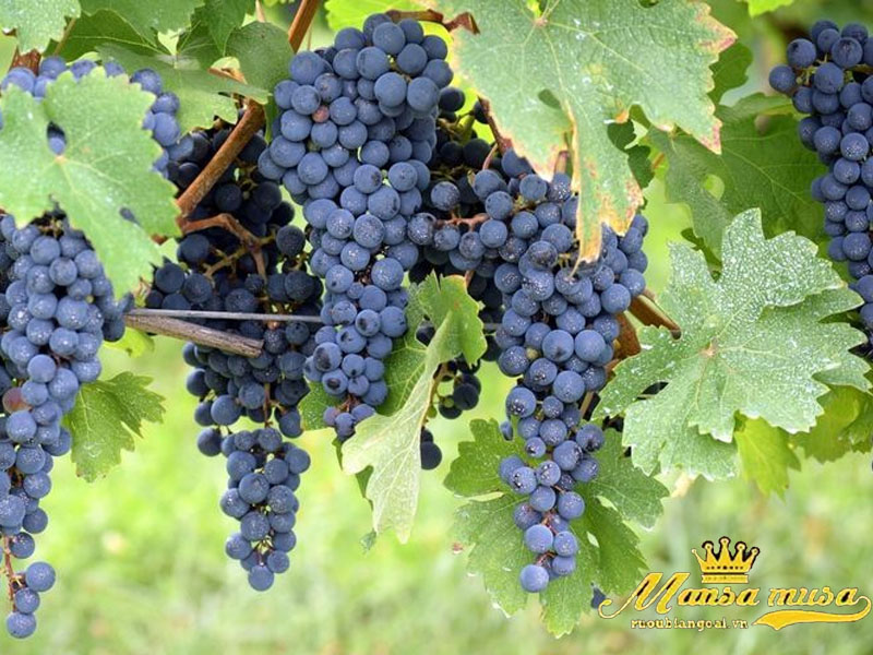 Vang pháp guigal, chateauneuf du pape Vang pháp guigal, chateauneuf du pape