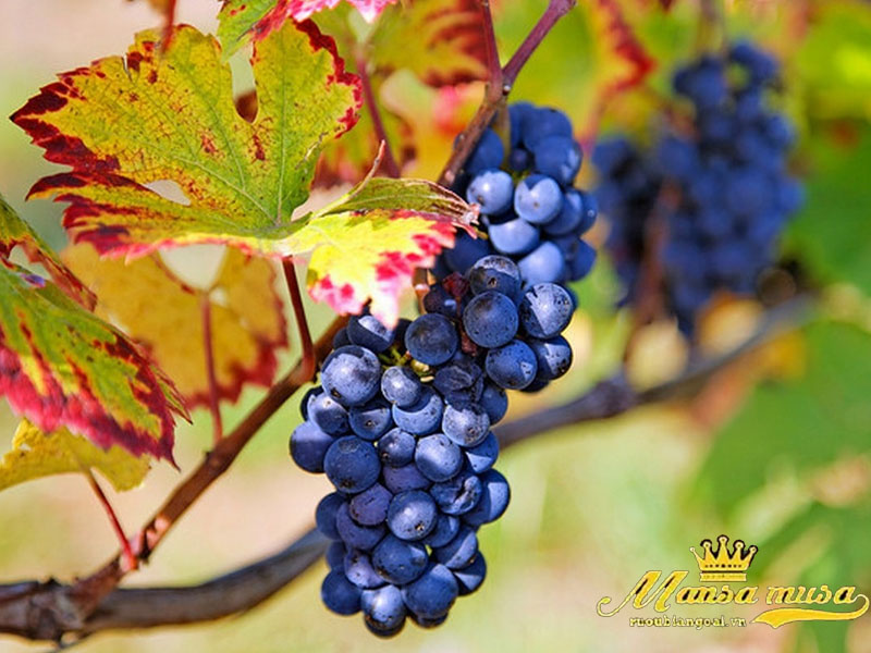 Vang úc de bortoli db selection shiraz riverina