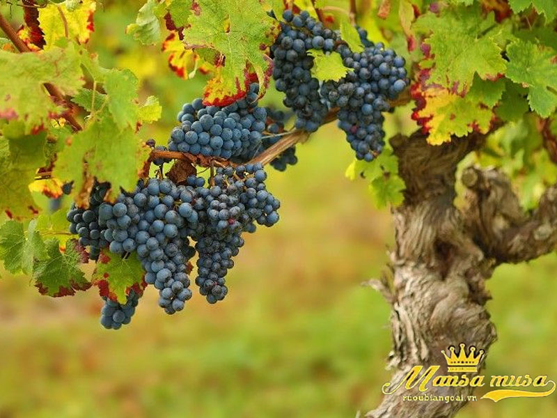 Vang úc de bortoli db selection shiraz cabernet riverina