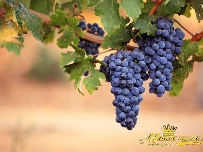 Vang úc de bortoli, db winemaker selection, merlot, king valley, heathcote
