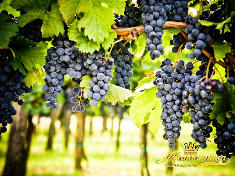 Vang úc yalumba y series shiraz viognier