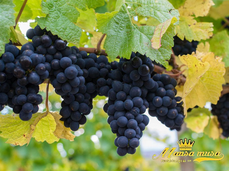 Vang úc yalumba y series merlot Vang úc yalumba y series merlot