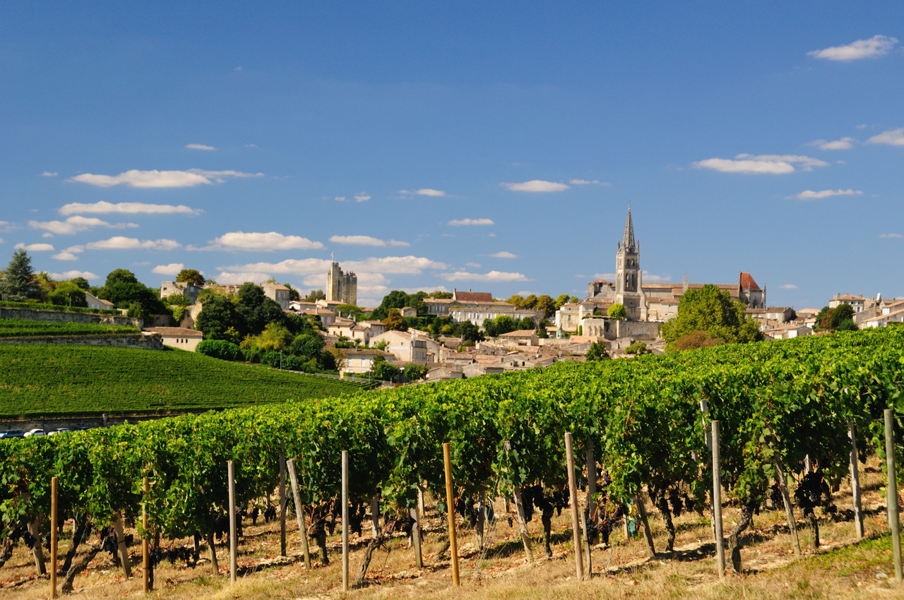 Vườn nho ở Saint – Emilion, Bordeaux