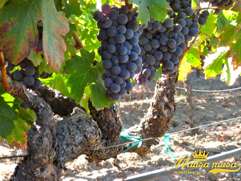 Vang pháp alain brumont, chateau montus, madiran