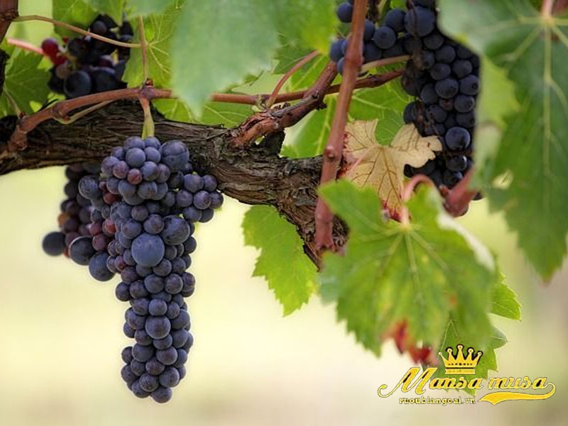 Vang Chi Lê Concha Y Toro Casillero Del Diablo Reserva Syrah Vang Chi Lê Concha Y Toro Casillero Del Diablo Reserva Syrah