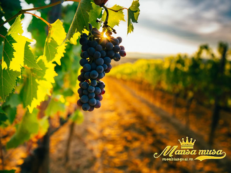 Vang Chi Lê Concha Y Toro, Marques de Casa Concha Shiraz, Maipo Valley Vang Chi Lê Concha Y Toro, Marques de Casa Concha Shiraz, Maipo Valley