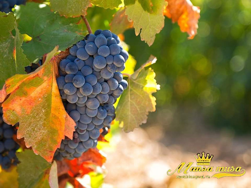 Vang Pháp Chateau Lafon Rochet 2013 Vang Pháp Chateau Lafon Rochet 2013