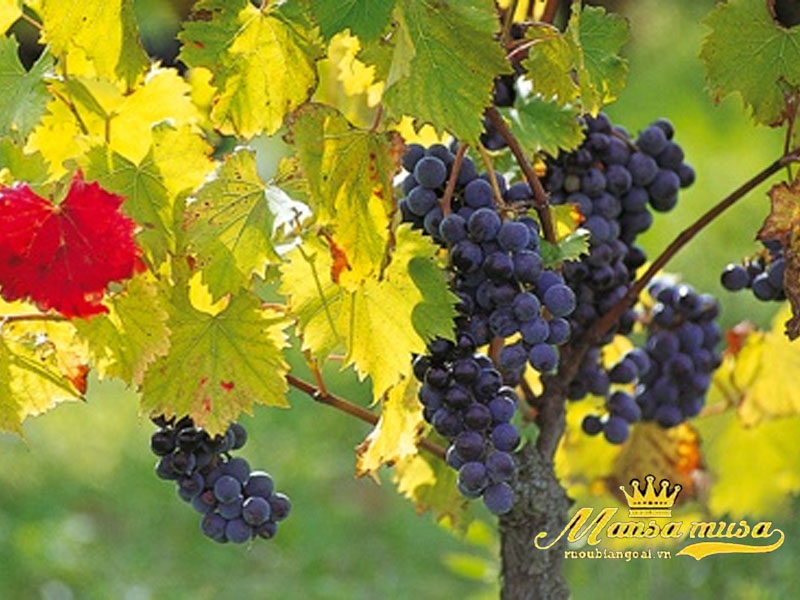 Vang Pháp Chateau Smith Haut Lafitte Vang Pháp Chateau Smith Haut Lafitte