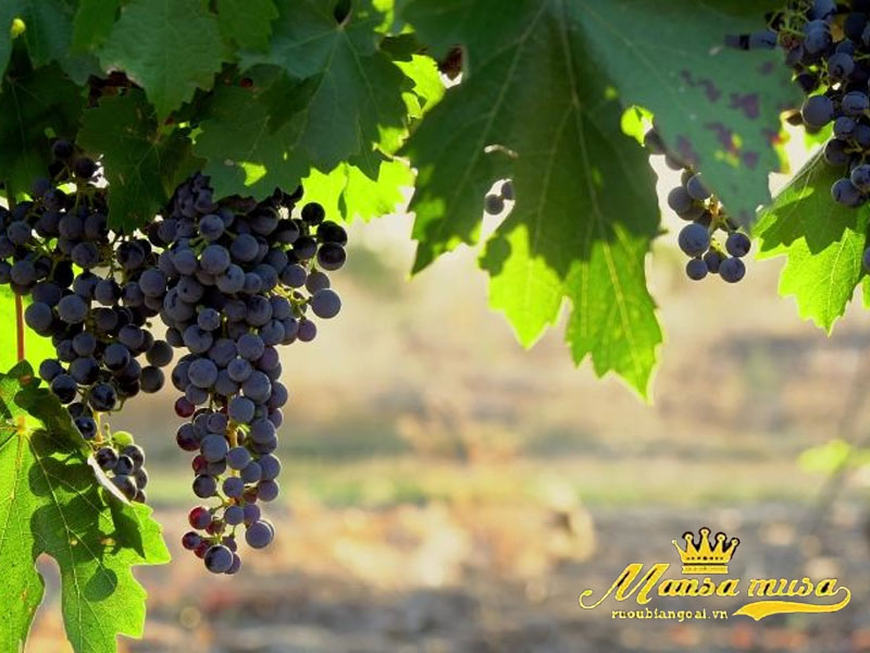 Vang Pháp CLos Du Marquis Vang Pháp CLos Du Marquis