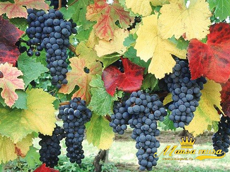 Vang Pháp De Siran Margaux 2017 Vang Pháp De Siran Margaux 2017