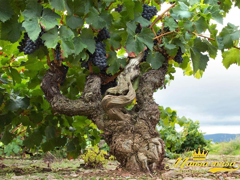 Vang chateau olivier grand cru classe