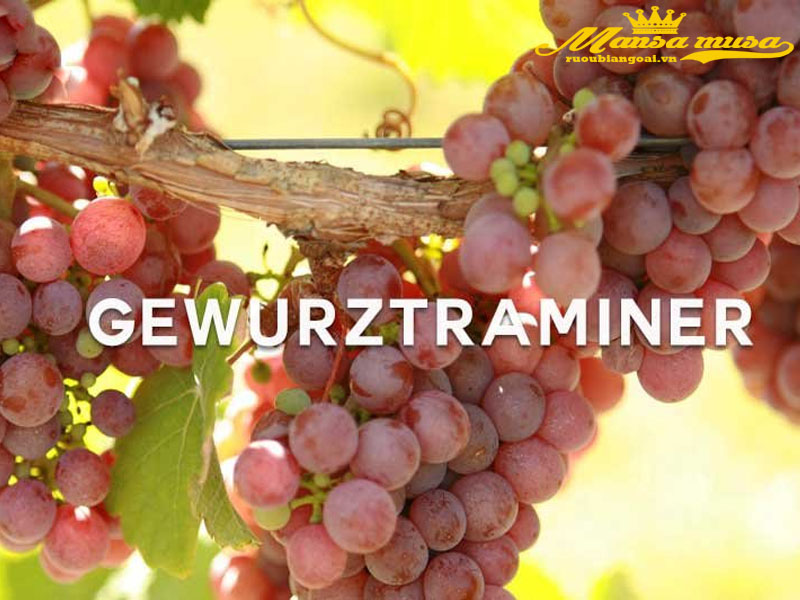 rượu vang pháp domaine weinbach furstentum gewurztraminer