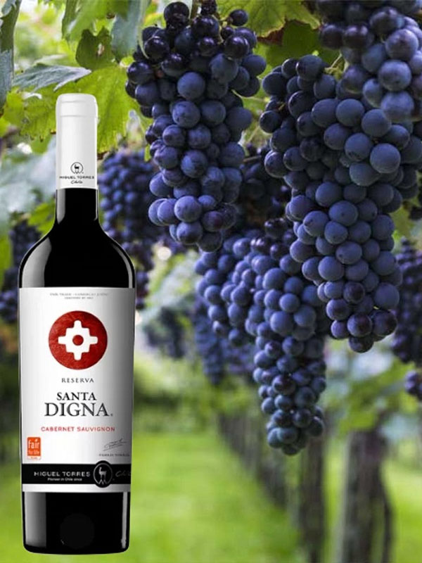 rượu vang miguel torres santa digna cabernet sauvignon