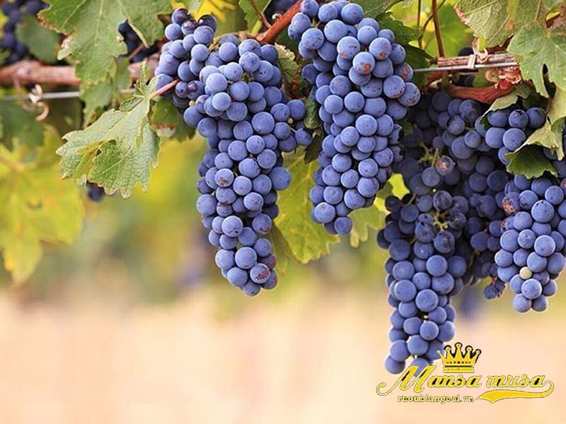 Vang château clou du pin bordeaux supérieur premium 3000ml