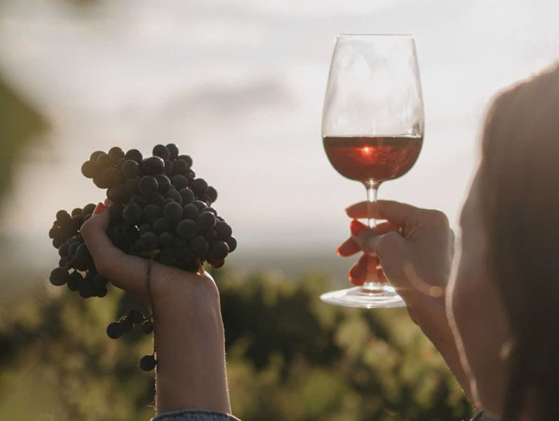 chọn rượu vang đỏ napa valley: mua ở đâu uy tín? chọn rượu vang đỏ napa valley: mua ở đâu uy tín?