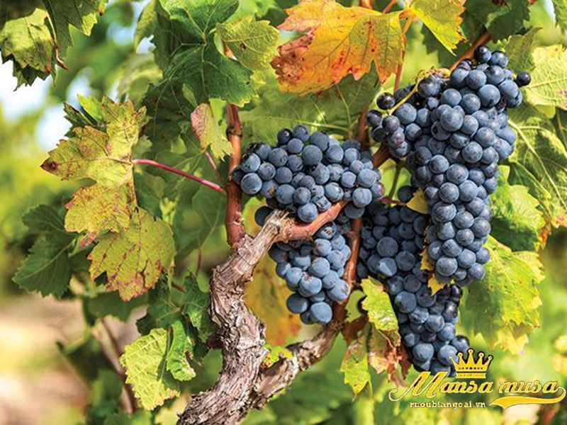 rượu vang pháp e. guigal côte-rôtie la mouline