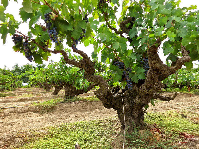 pinot noir bourgogne domaine seguin manuel