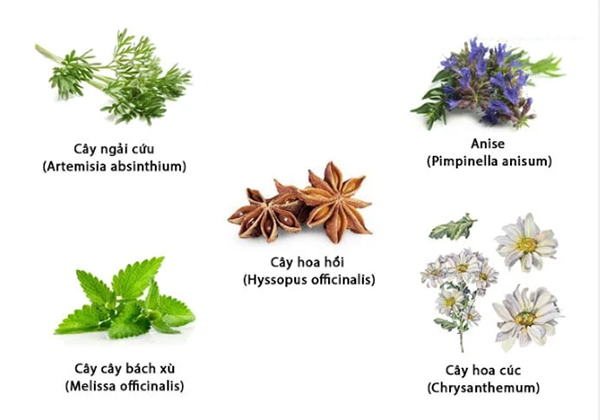 các loại absinthe phổ biến và cách phân biệt chúng các loại absinthe phổ biến và cách phân biệt chúng