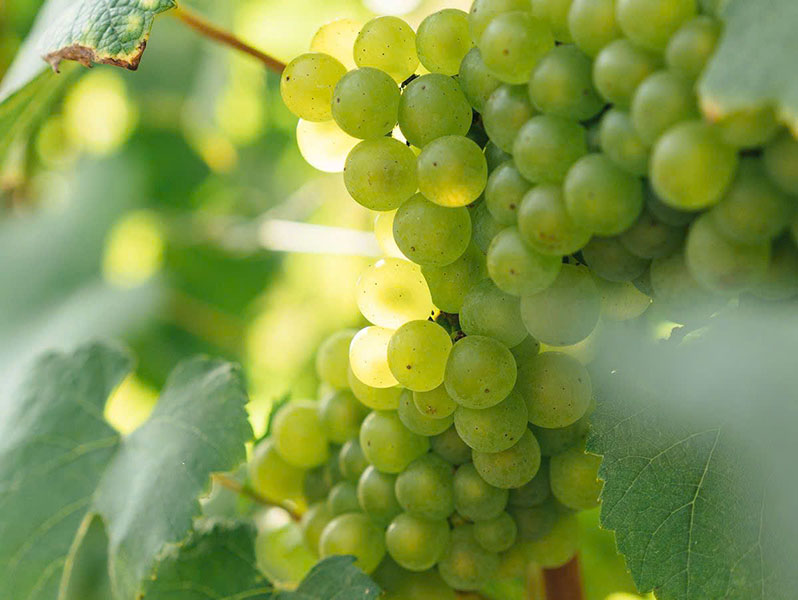 bestheim chasseurs de lune pinot gris giá bao nhiêu? bestheim chasseurs de lune pinot gris giá bao nhiêu?