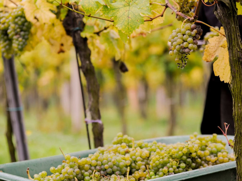 chablis alain geoffroy