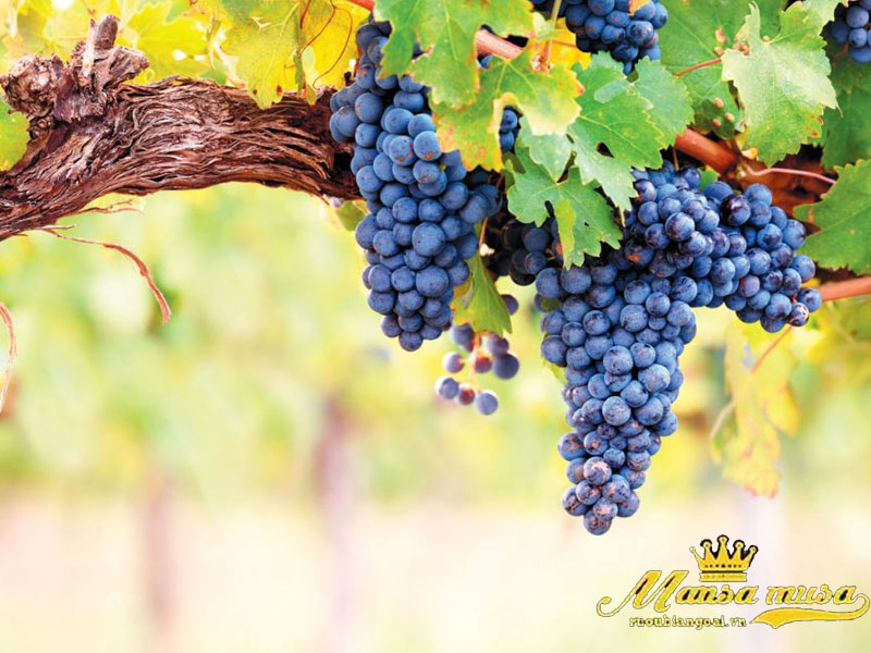 chilano reserva carmenere