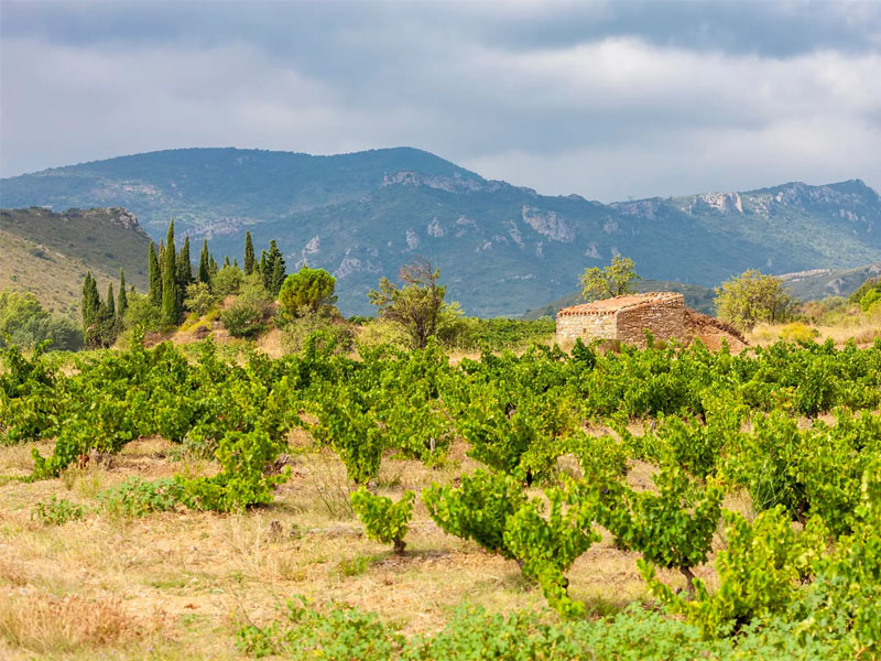 domaine de l'agly les cimes